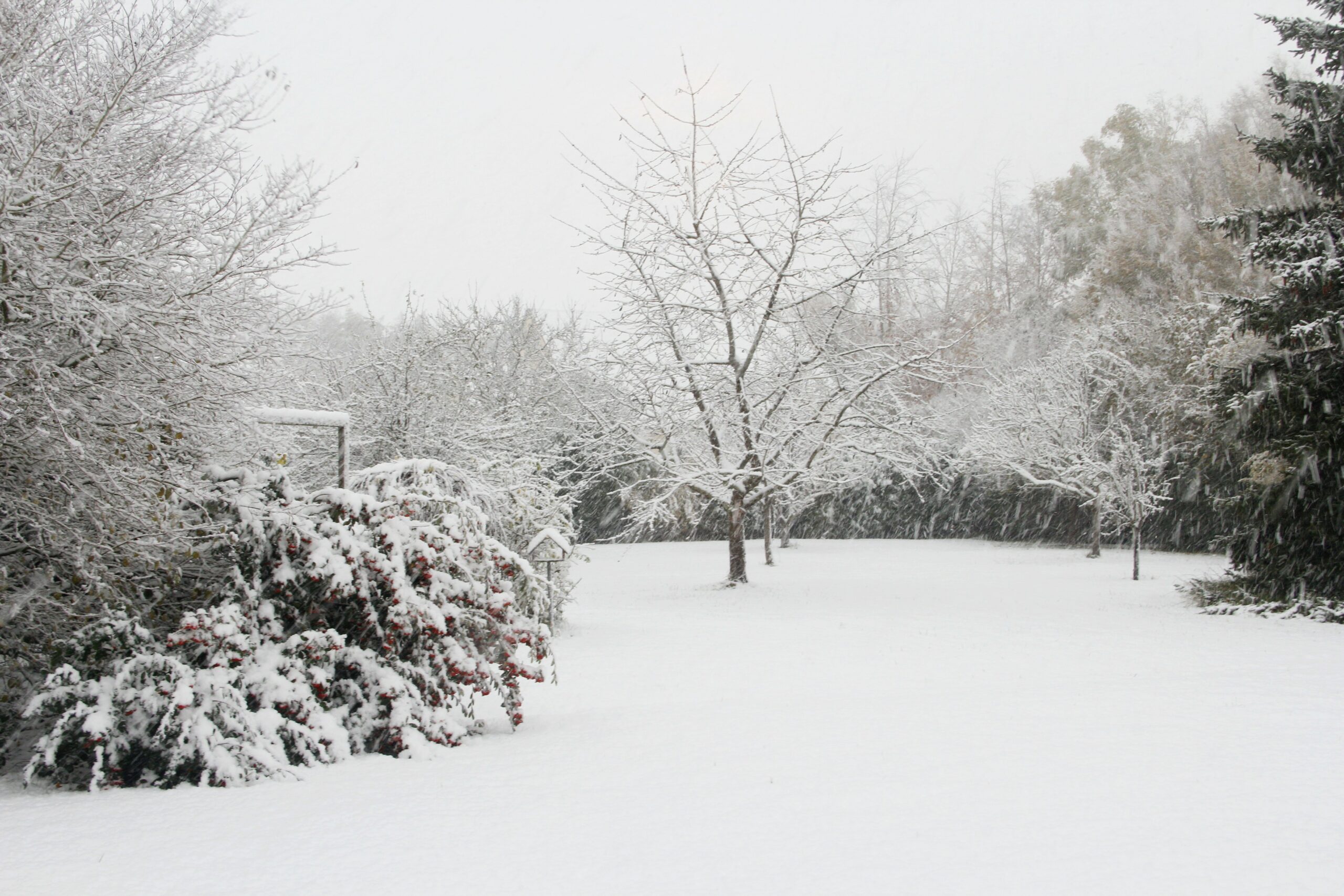 La Neige Fait Son Grand Retour : Plus de 4 cm de Neige le 21 Novembre 2024.